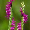  Spiranthes Sinensis P.E.